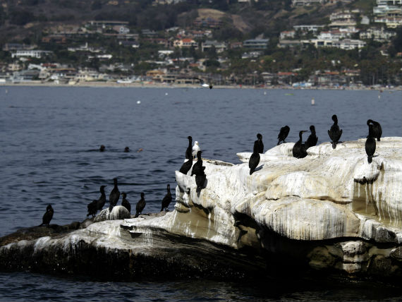 How the Gold Rush Led to Real Riches in Bird Poop