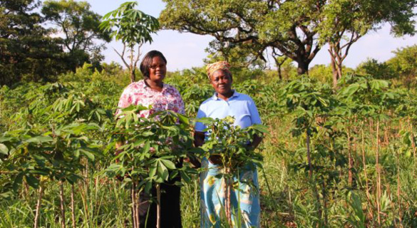 The family cultivates bananas, groundnuts and various vegetables on their farm. They also grow shea trees, which produce shea butter. (Photo: Megan Lindow)